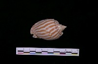 藏品(條紋鬘螺)的圖片